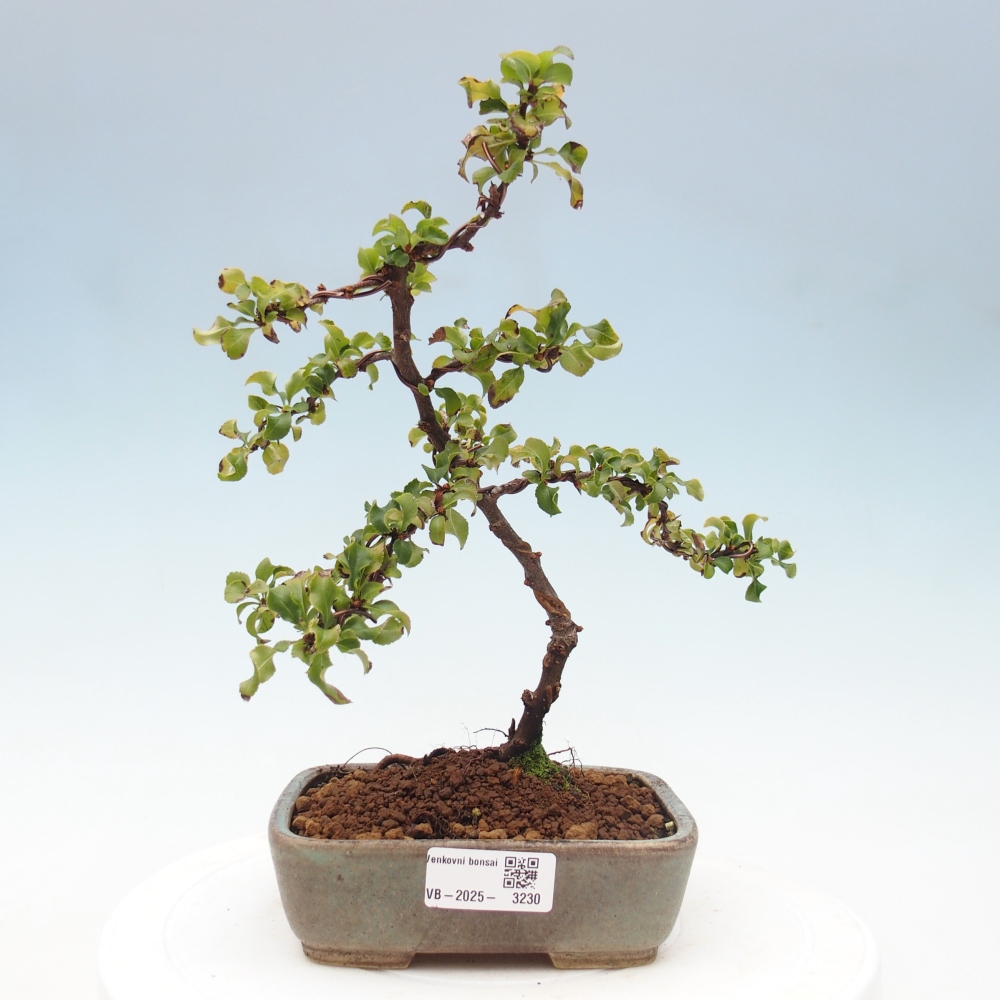 Bonsai da esterno - Chaneomeles s. Red Joy - Cotogno