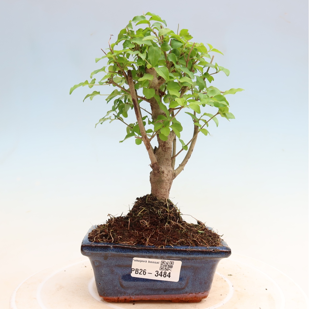 Camera bonsai -Ligustrum chinensis - Becco d'uccello