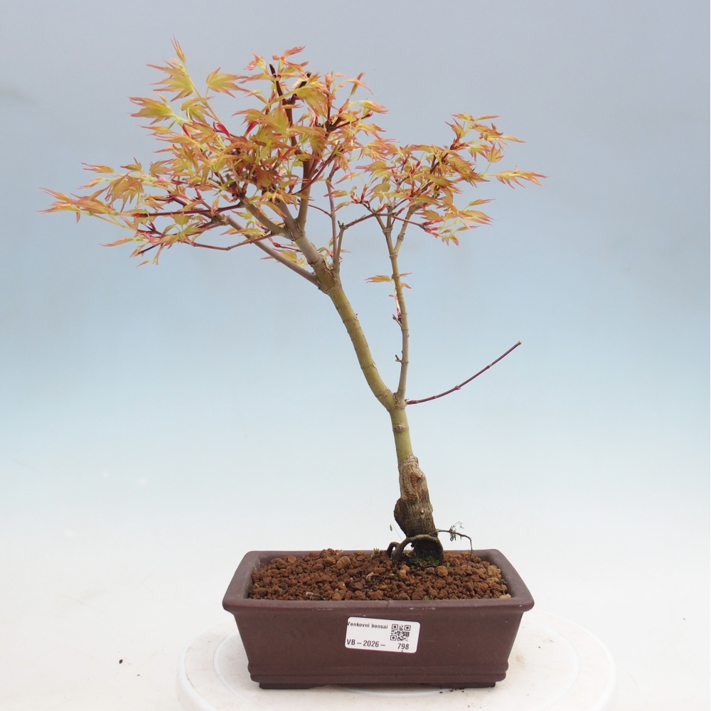 Acero norvegese - Acer palmatum Beni Tsukasa