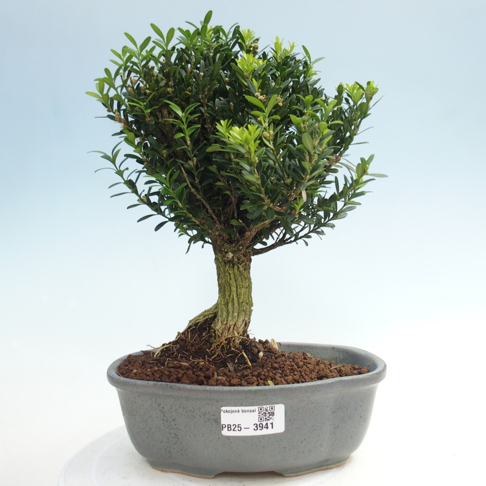 Camera bonsai - Buxus harlandii - buxus da sughero