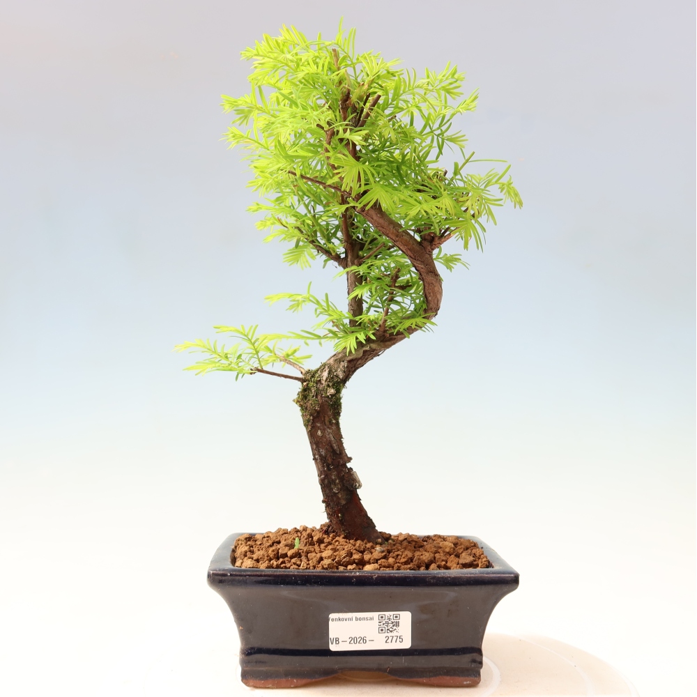 Bonsai da esterno - Metasequoia glyptostroboides - Metasequoia cinese