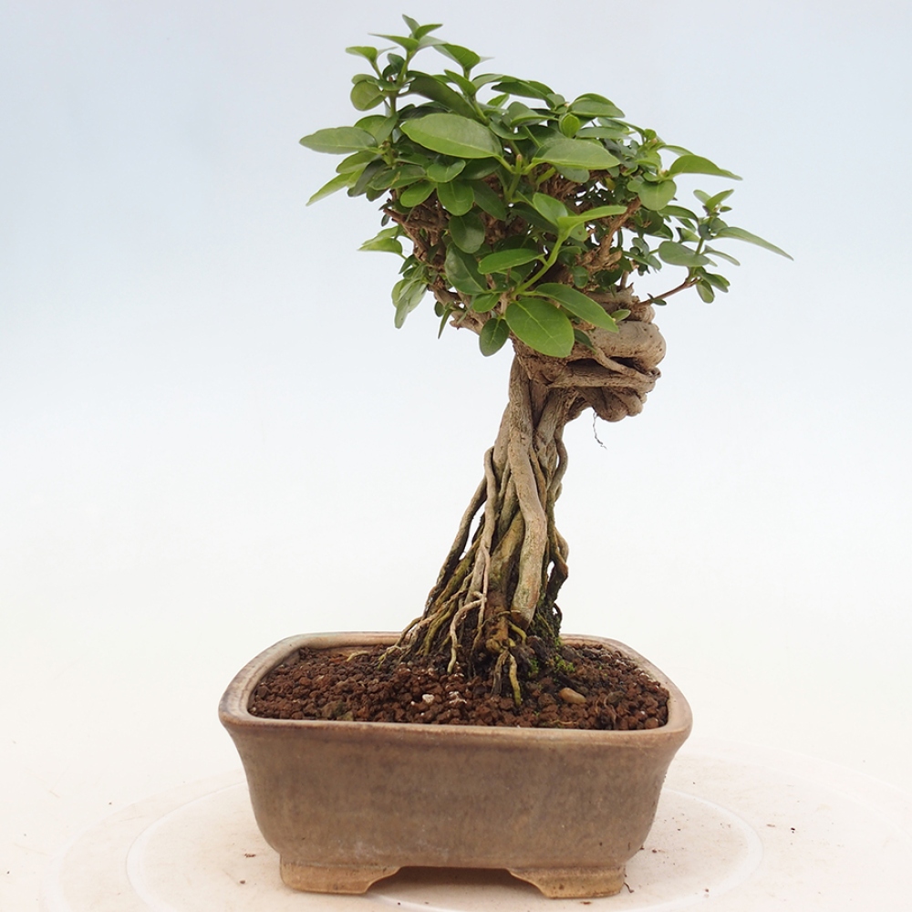 Bonsai da interno - Premna serratifolia - Kozlovna malolista