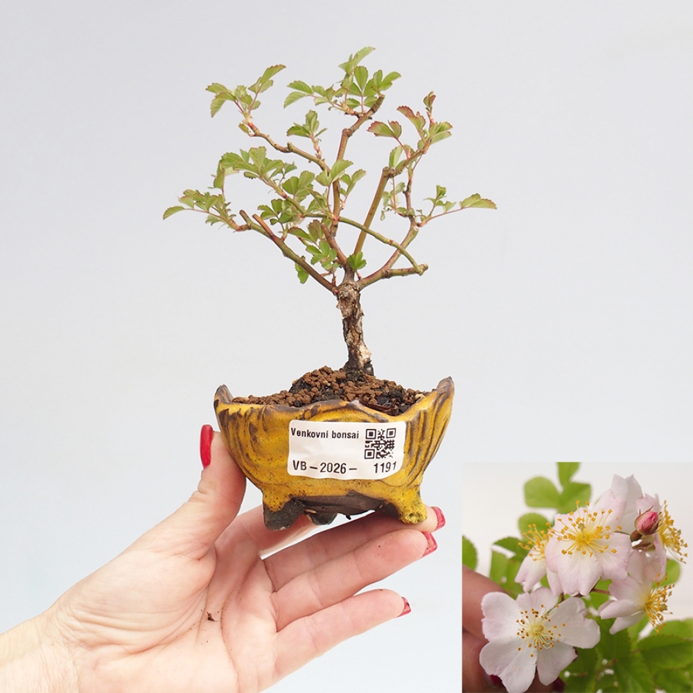 Bonsai da esterno - Rosa sp. - rosa a fiore piccolo