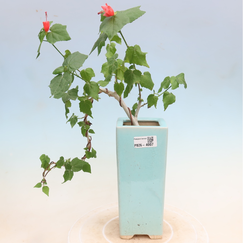 Bonsai da interno - Malvaviscus arboreus