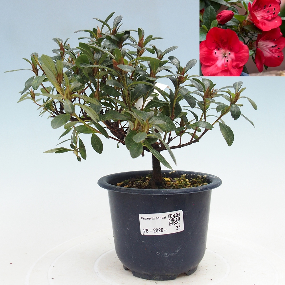 Bonsai da esterno - Azalea giapponese - Azalea Benibeni