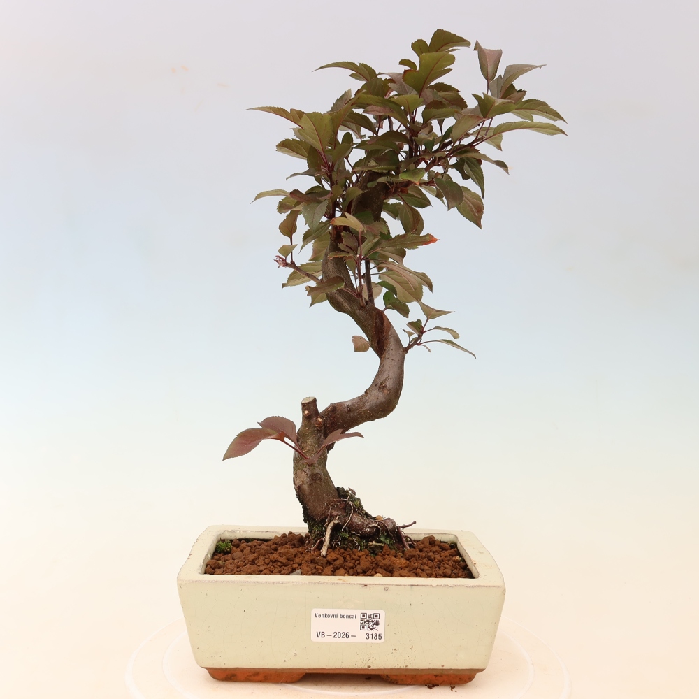 Bonsai da esterno -Malus domestica - Melo a piccoli frutti a foglie rosse