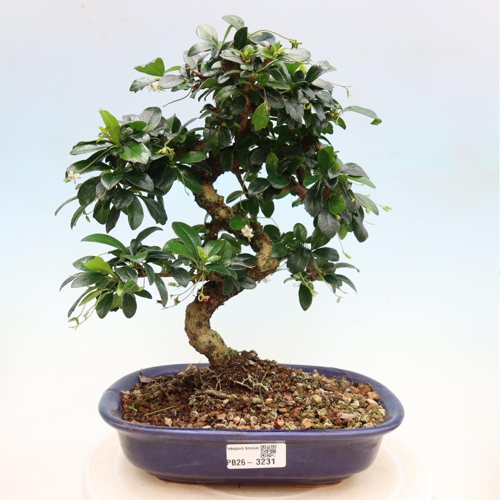 Camera bonsai - Carmona macrophylla - Tea fuki