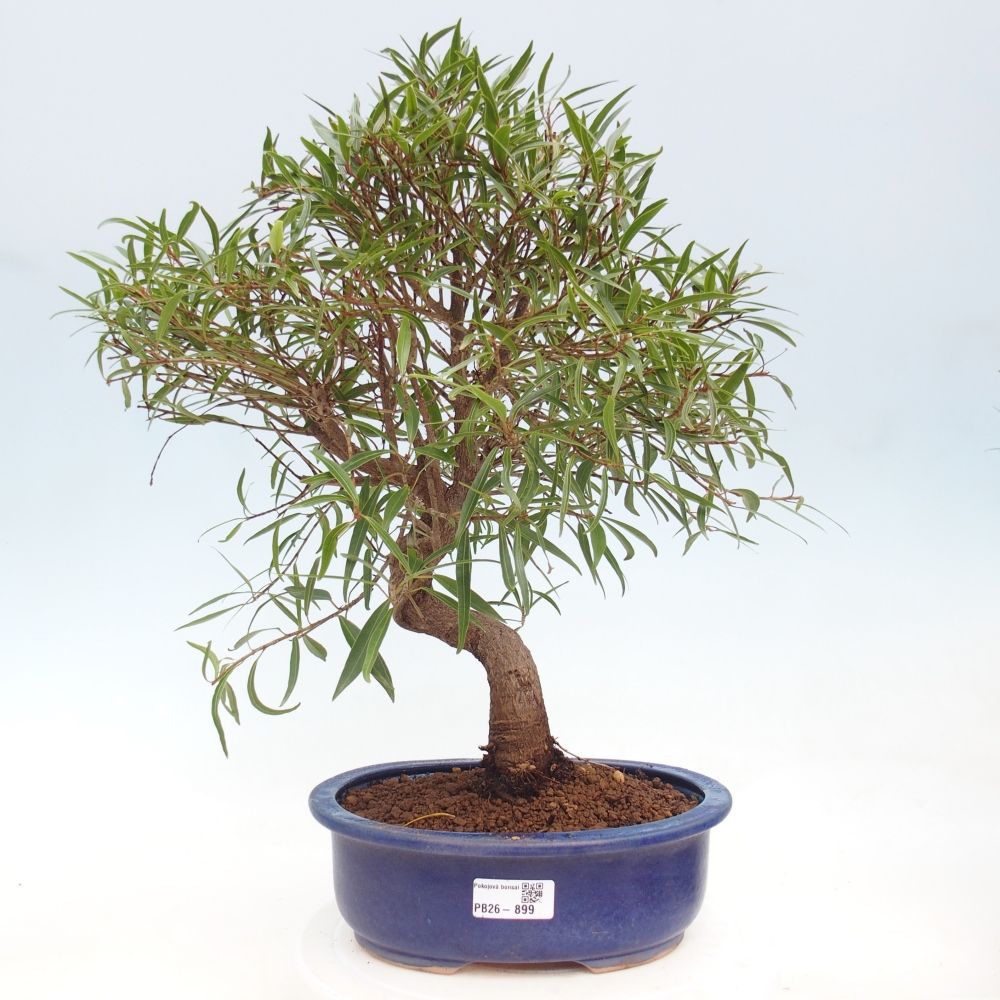 Camera bonsai - Ficus nerifolia - ficus a foglie piccole