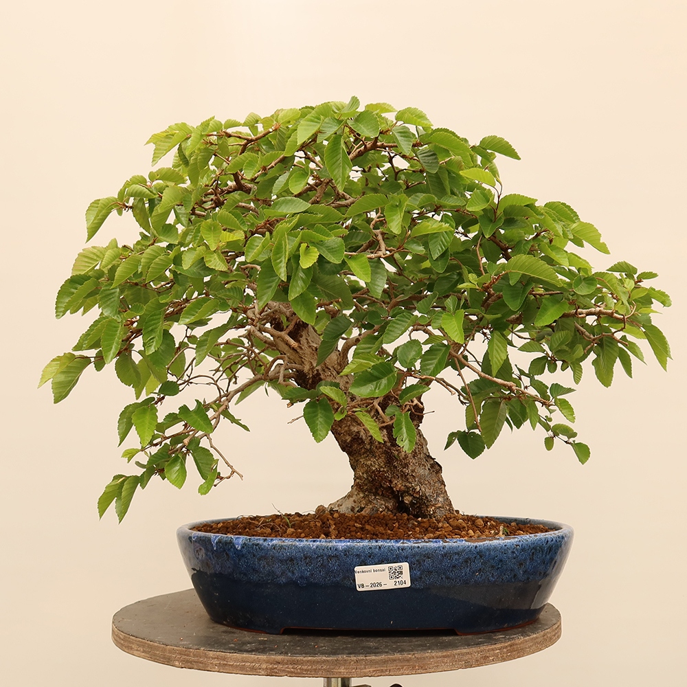 Bonsai da esterno -Carpinus Coreana - Carpino coreano
