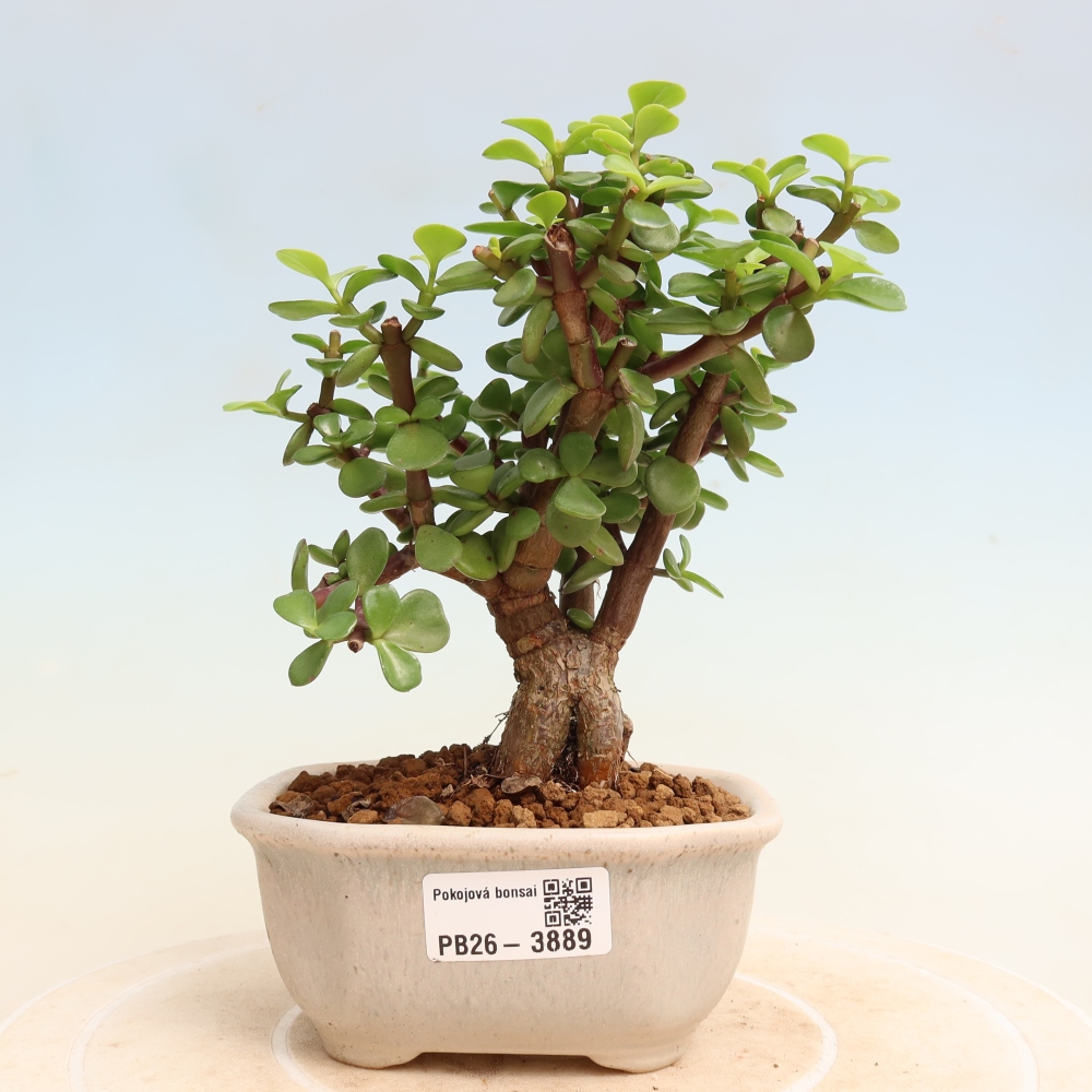 Camera bonsai - Portulakaria Afra - Tlustice