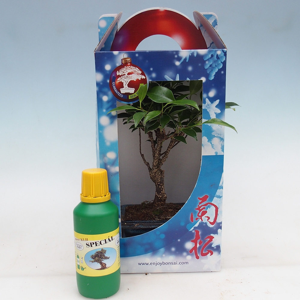 Bonsai da camera in confezione regalo Ficus retusa - Ficus a foglie piccole