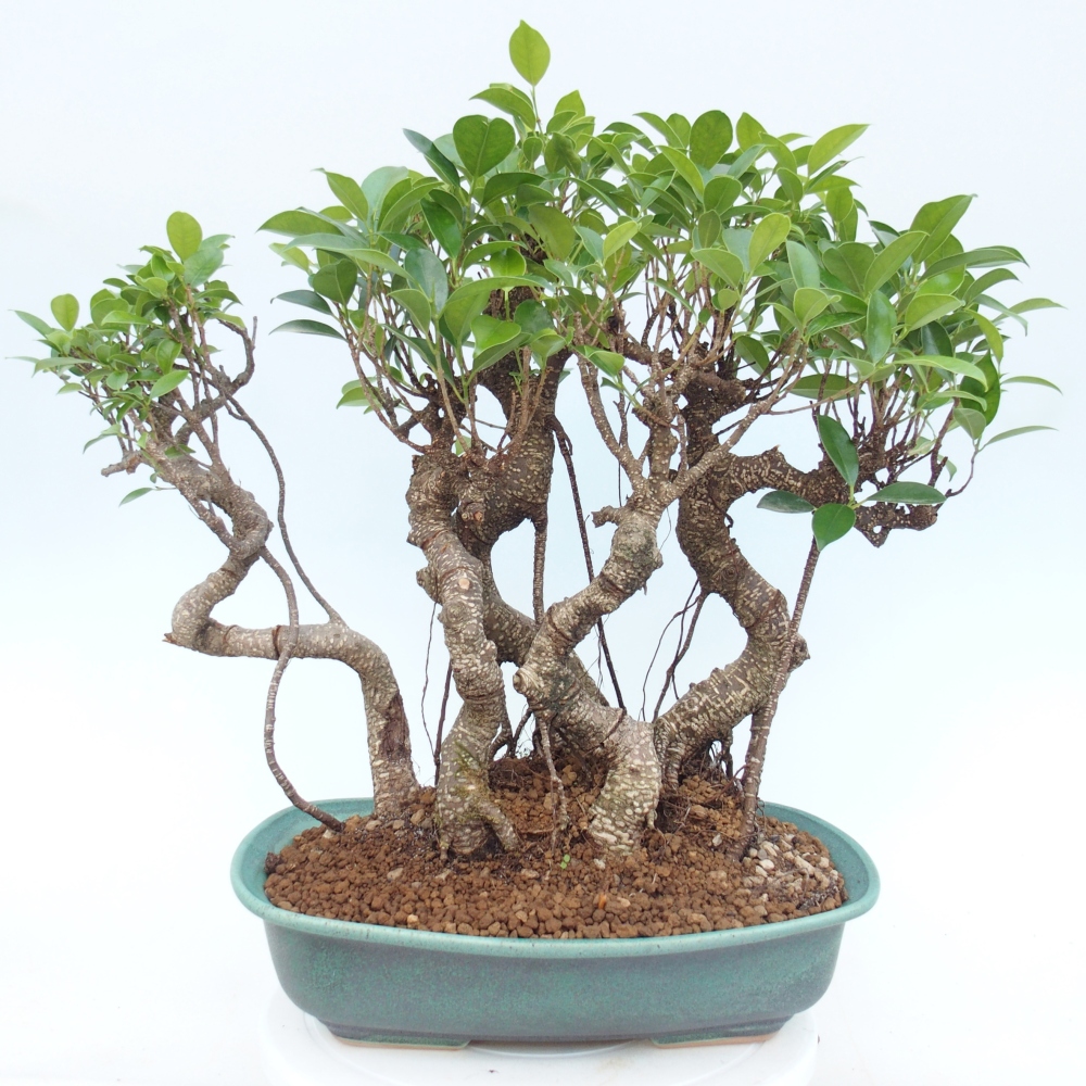 Camera bonsai - Ficus kimmen - ficus a foglie piccole