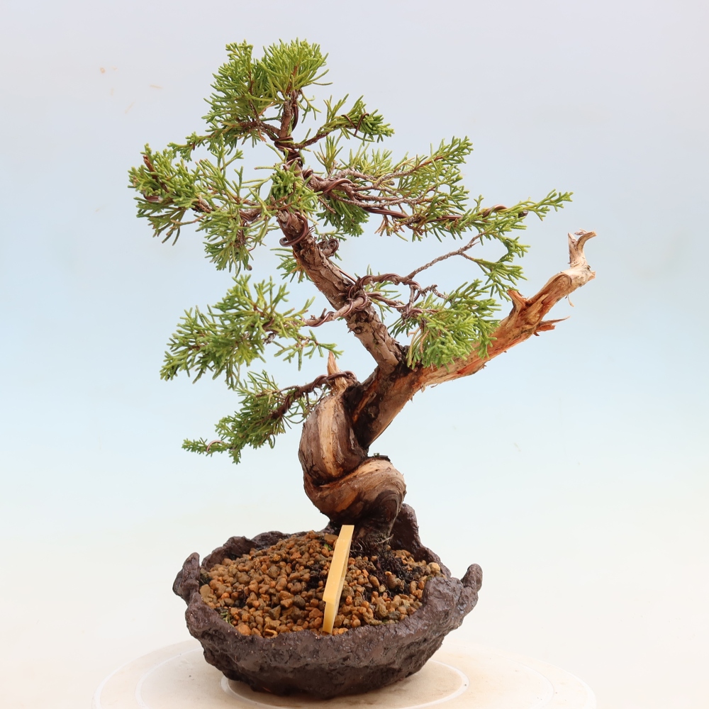 Bonsai da esterno - Juniperus chinensis Itoigawa-Juniperus chinensis