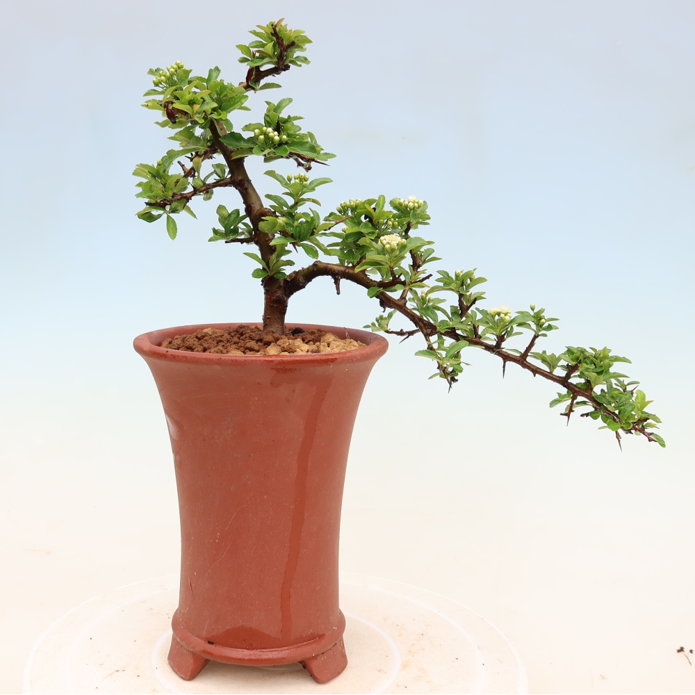 Bonsai da esterno - Pyracantha teton - Pyracantha scarlatta