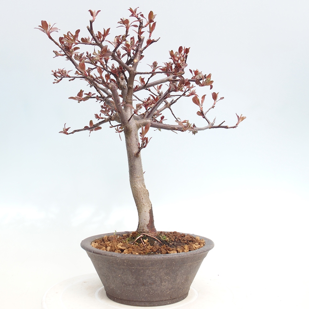 Bonsai da esterno -Malus domestica - Melo a piccoli frutti a foglie rosse