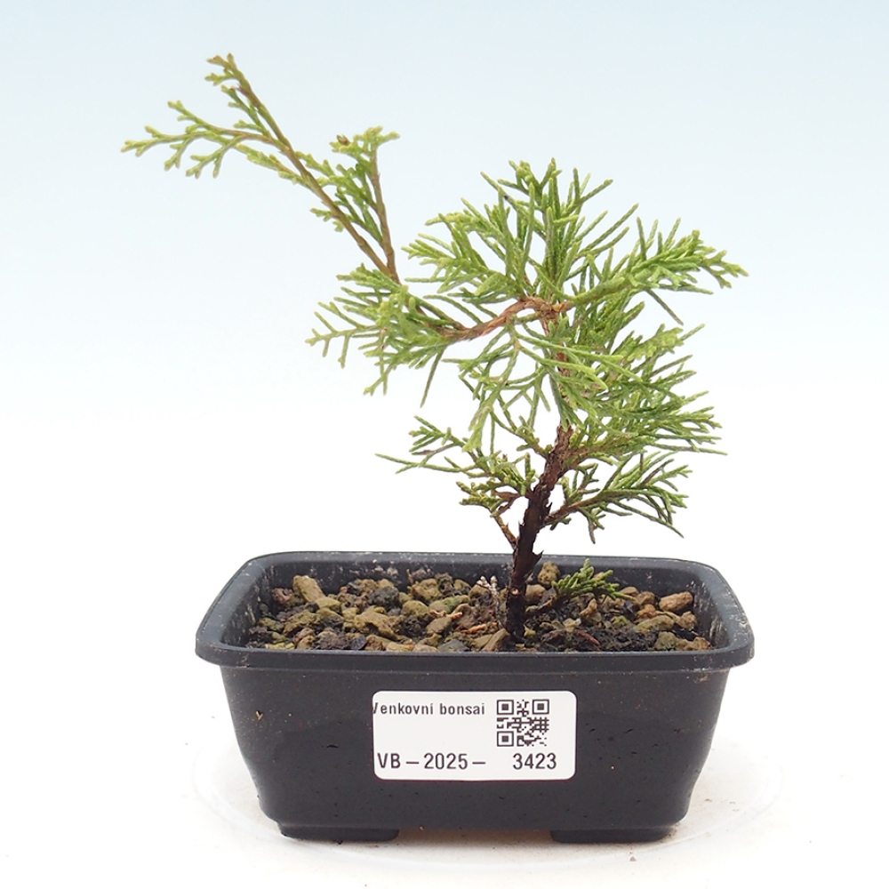 Bonsai da esterno - Juniperus chinensis Itoigawa