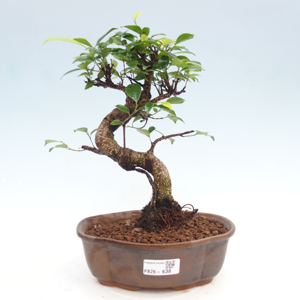 Camera bonsai - Ficus kimmen - ficus a foglie piccole