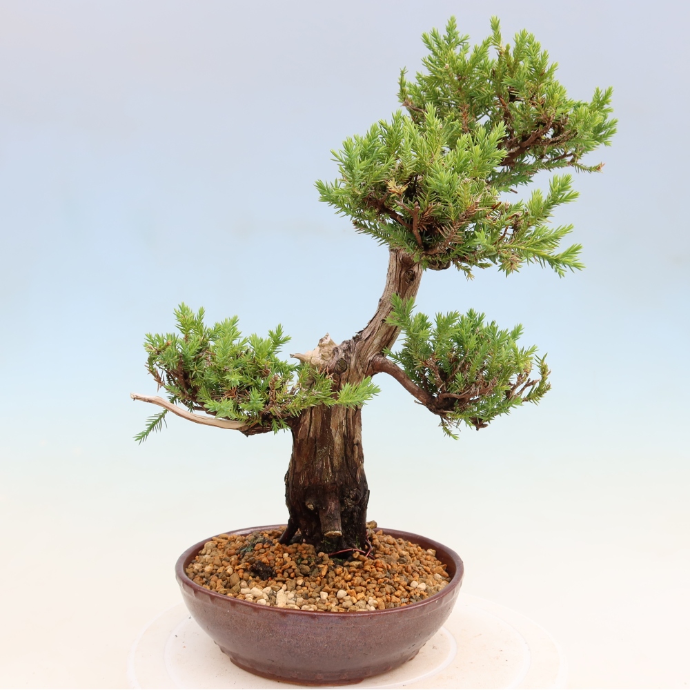 Bonsai da esterno - Juniperus squamata – Ginepro squamato