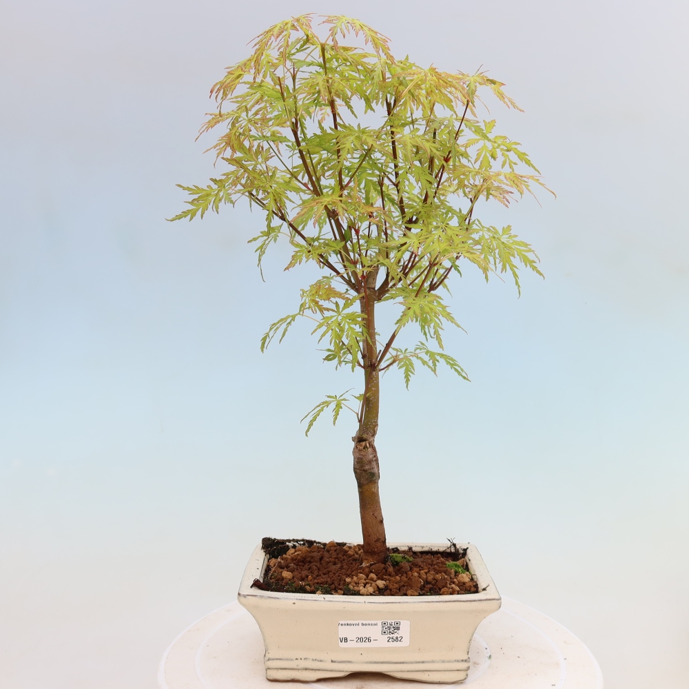Bonsai da esterno - Acer palmatum Dissectum