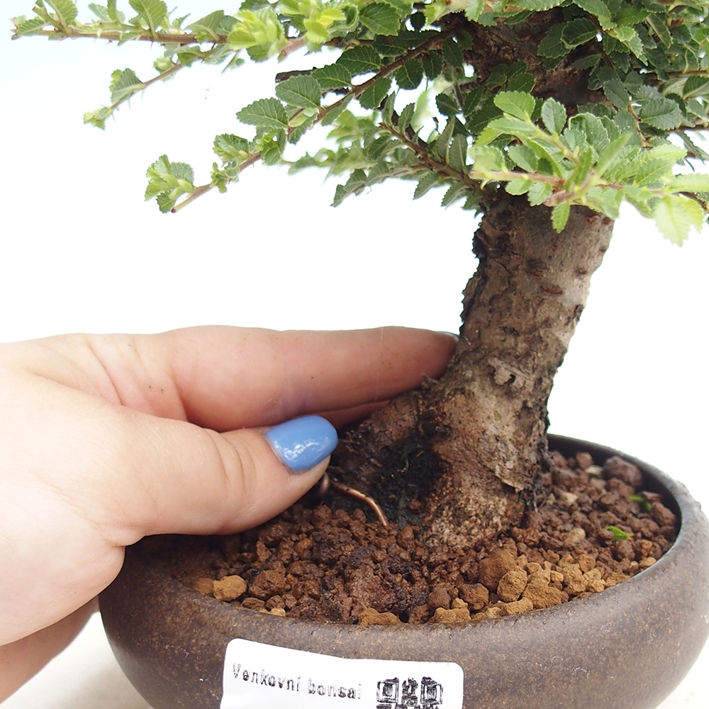Bonsai da esterno - Ulmus parvifolia Hokkaido - Olmo cinese