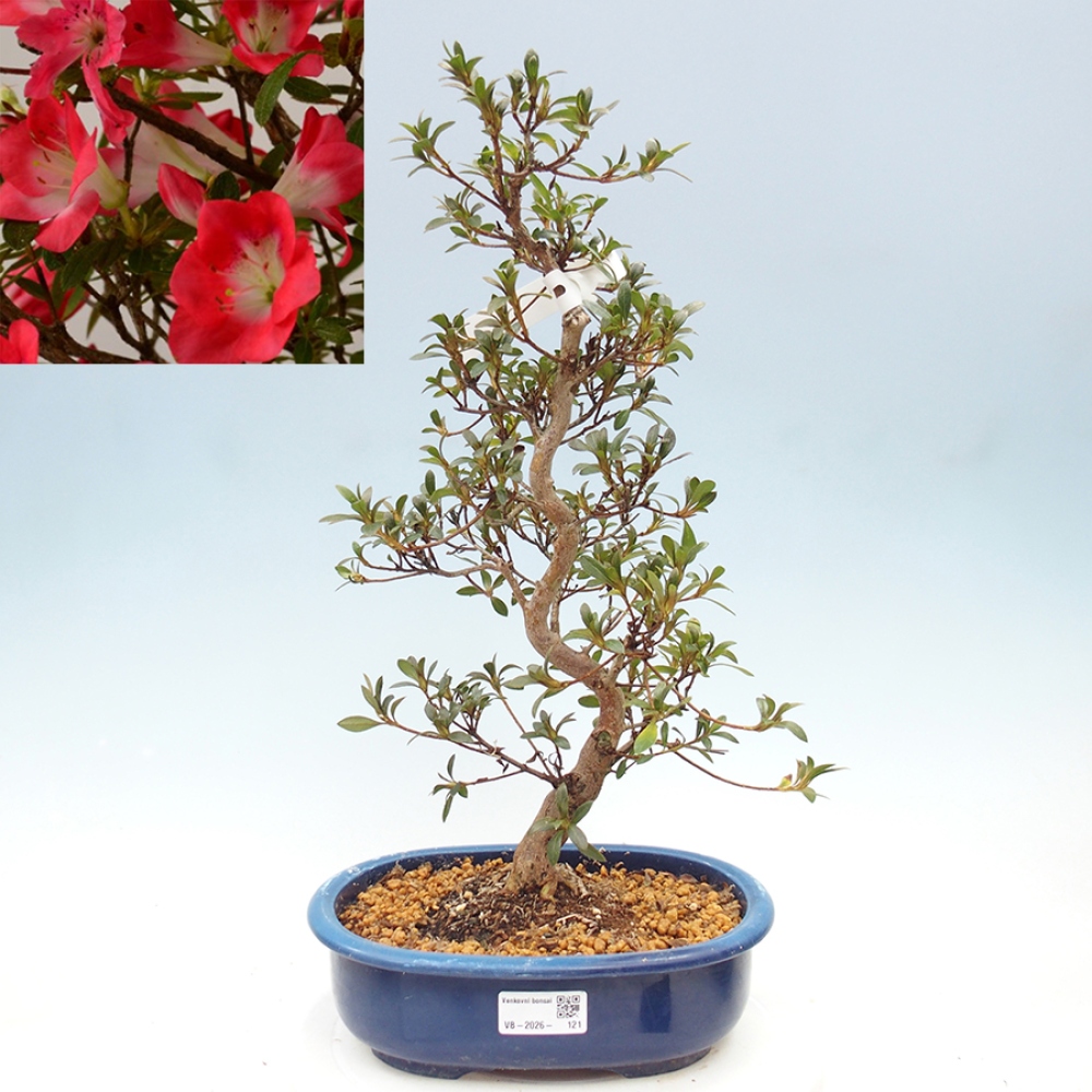 Bonsai da esterno - Azalea giapponese - Azalea Beniko