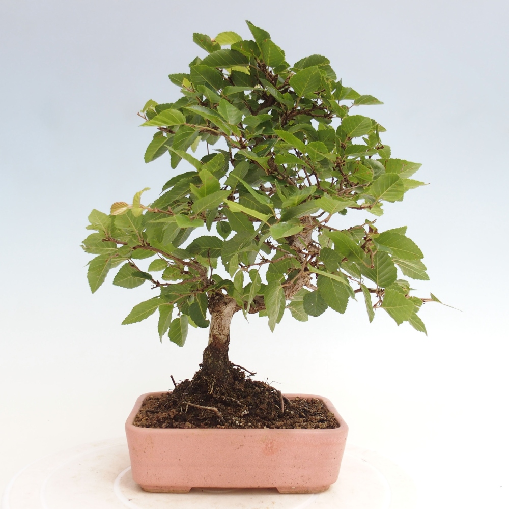 Bonsai da esterno -Carpinus CARPINOIDES - Carpino coreano