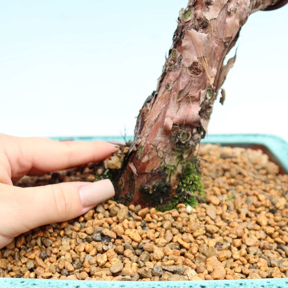 Bonsai da esterno - Juniperus chinensis Kishu