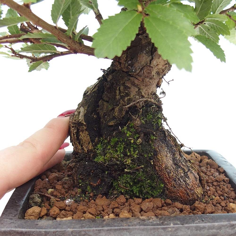 Bonsai da esterno - Zelkova - Zelkova NIRE