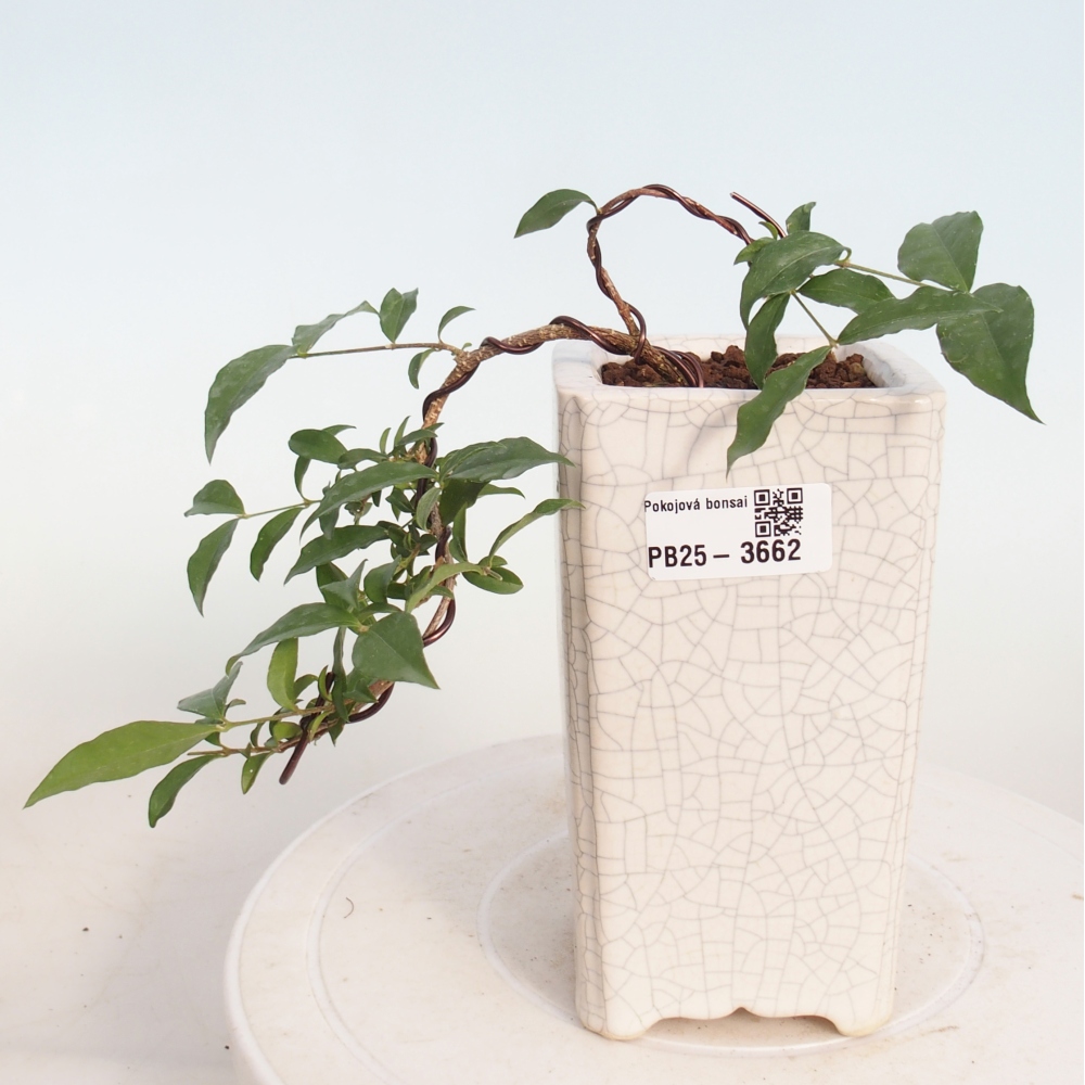 Camera bonsai - Malpighia coccigera- Ciliegio di Barbor