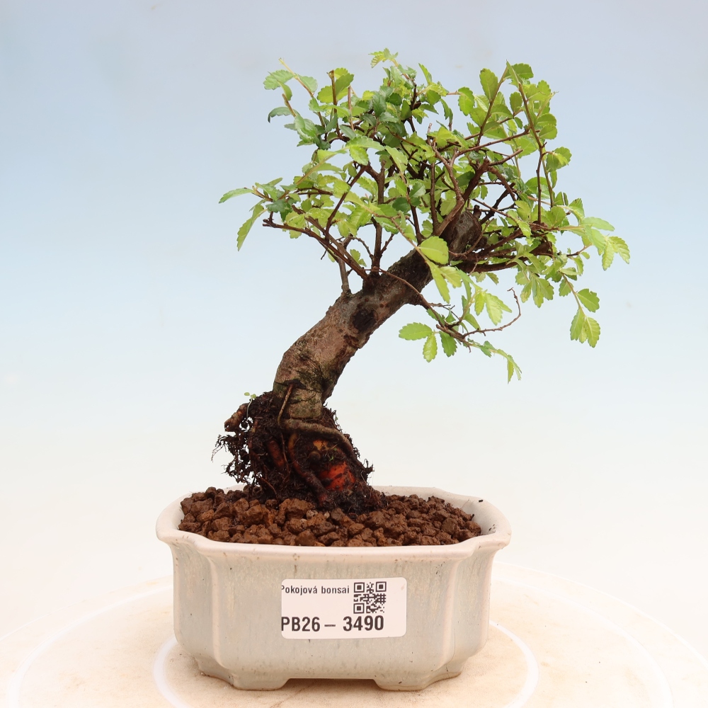 Camera bonsai - Ulmus parvifolia - Olmo a foglie piccole