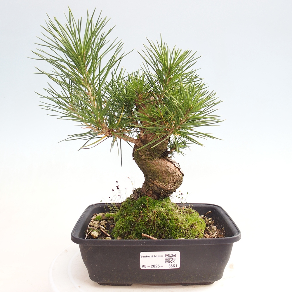 Bonsai da esterno - Pinus thunbergii - Pino di Thunberg