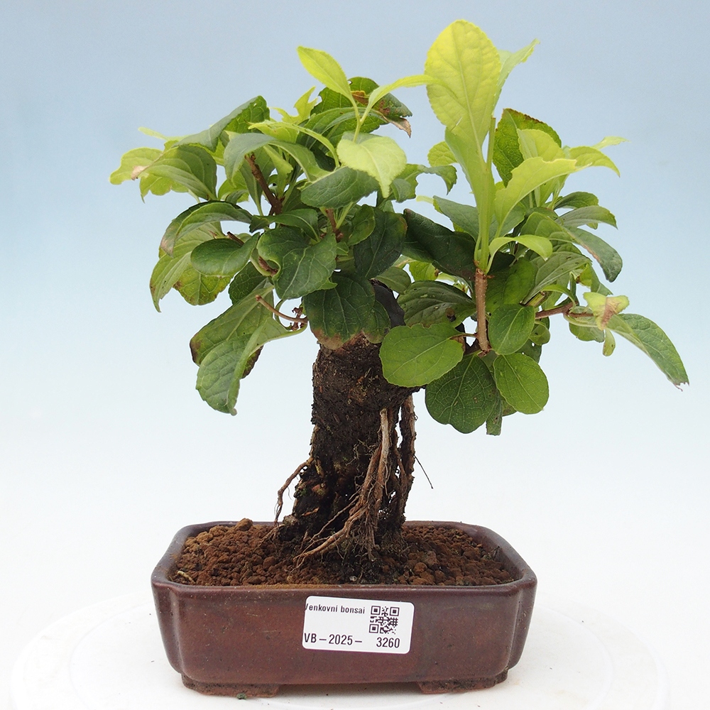 Bonsai da esterno - Celastrus orbiculatus