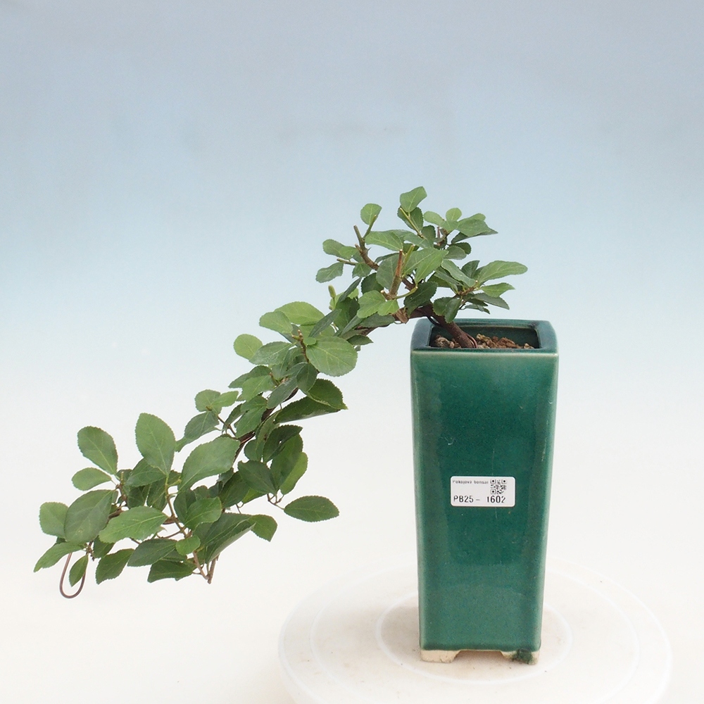 Bonsai da interno - Grewia occidentalis - Stella marina della lavanda