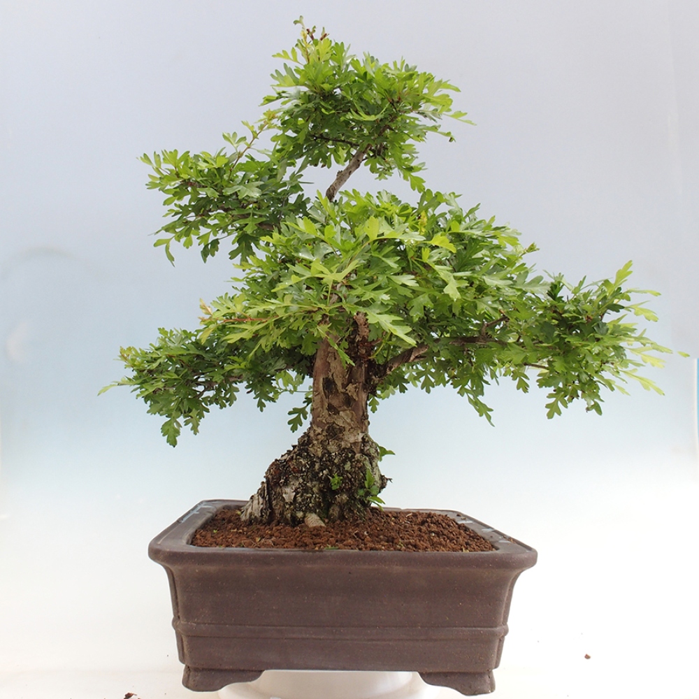 Bonsai da esterno - Biancospino - Crataegus monogyna