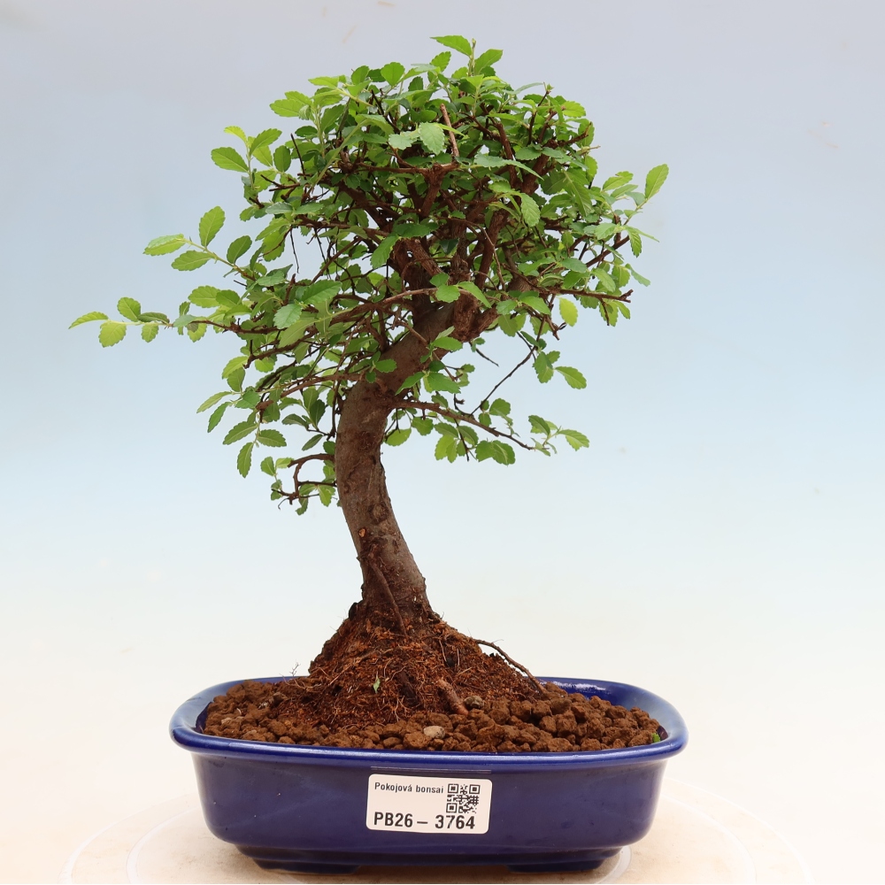 Camera bonsai - Ulmus parvifolia - Olmo a foglie piccole