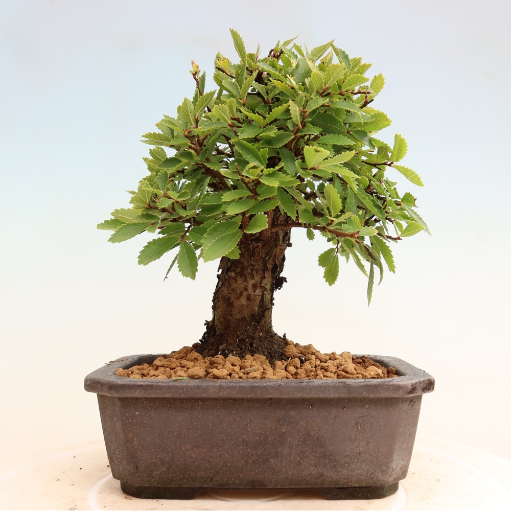 Bonsai da esterno - Zelkova - Zelkova NIRE