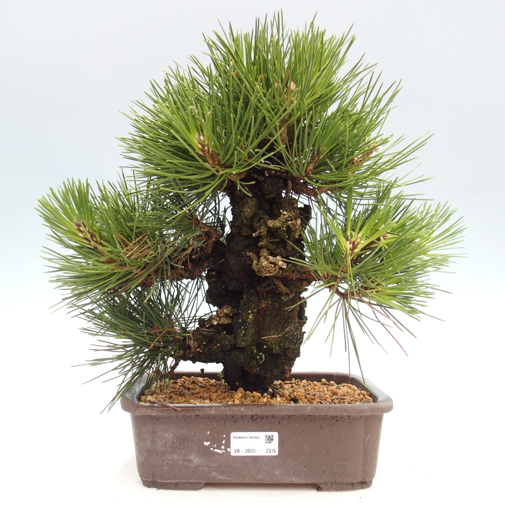 Bonsai da esterno - Pinus thunbergii - Pino di Thunberg