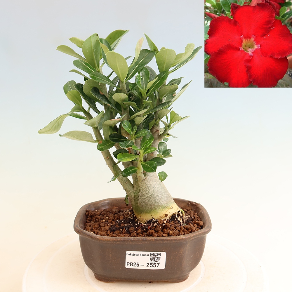 Bonsai da interno - Adenium obesum Red Star - Rosa del deserto