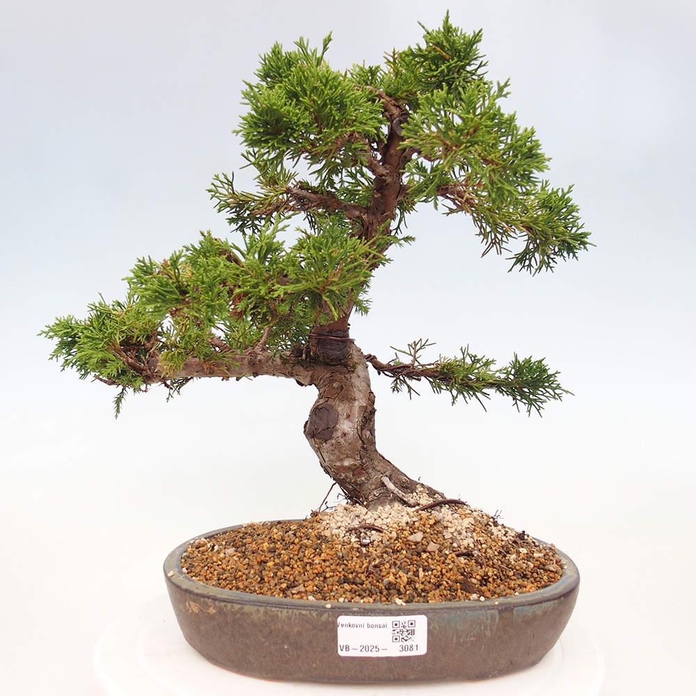 Bonsai da esterno - Juniperus chinensis Itoigawa
