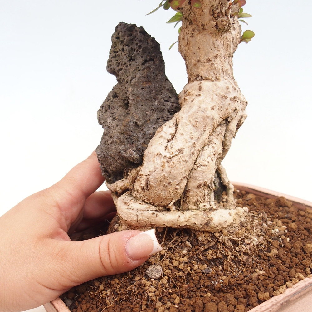 Bonsai da esterno - Berberis coreana