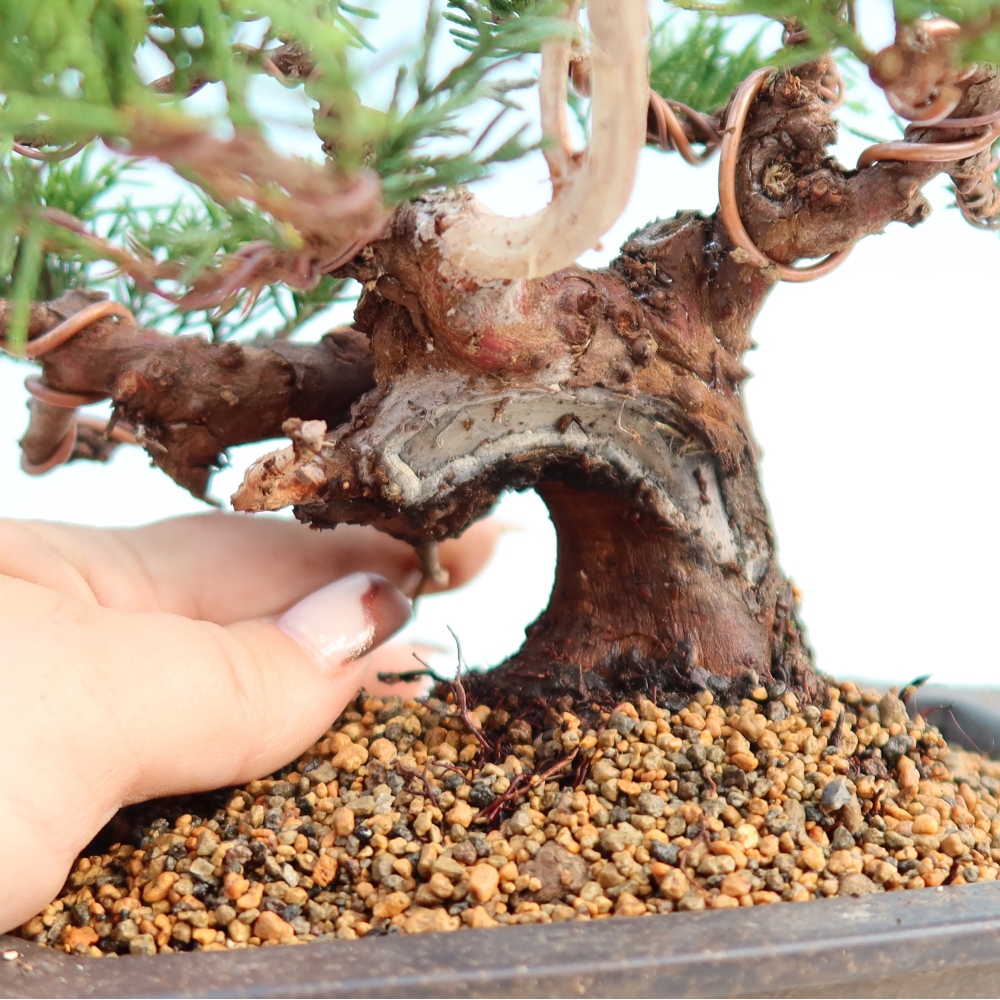 Bonsai da esterno - Juniperus chinensis Itoigawa