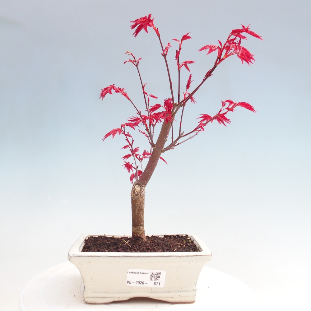 Bonsai da esterno - Acer palmatum DESHOJO