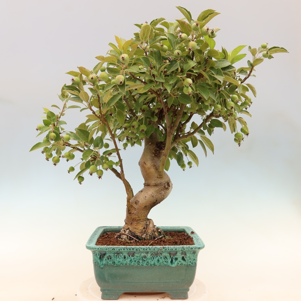 Bonsai da esterno -Malus halliana - Melo a frutto piccolo