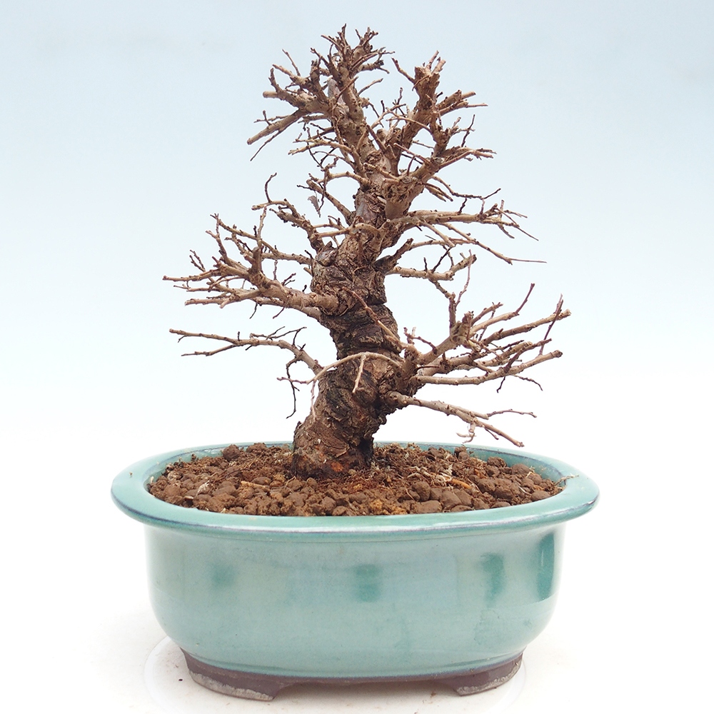Bonsai da esterno - Zelkova - Zelkova NIRE
