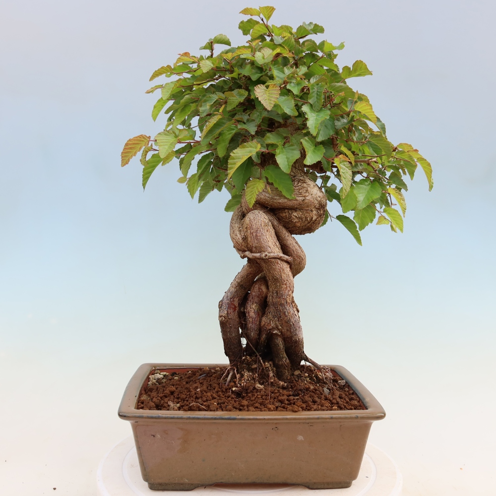 Bonsai da esterno -Carpinus Coreana - Carpino coreano