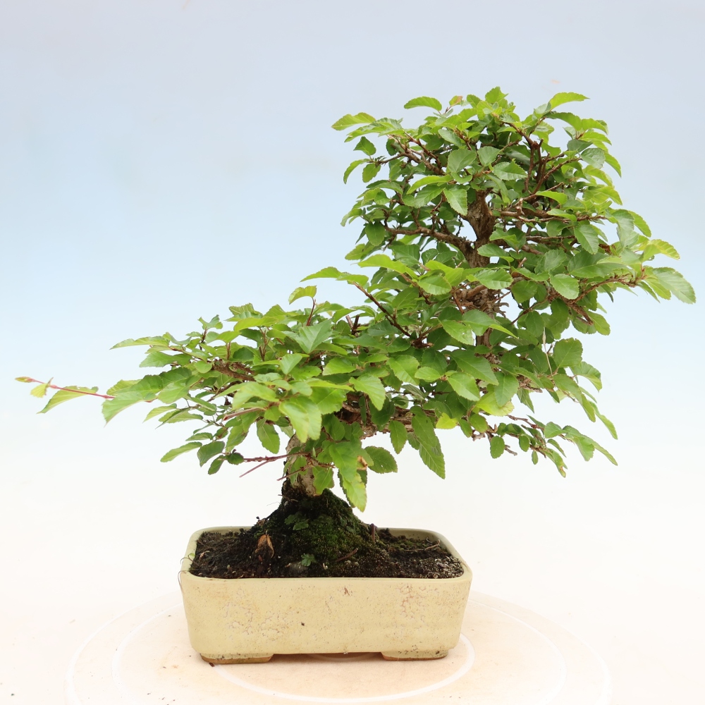 Bonsai da esterno -Carpinus Coreana - Carpino coreano