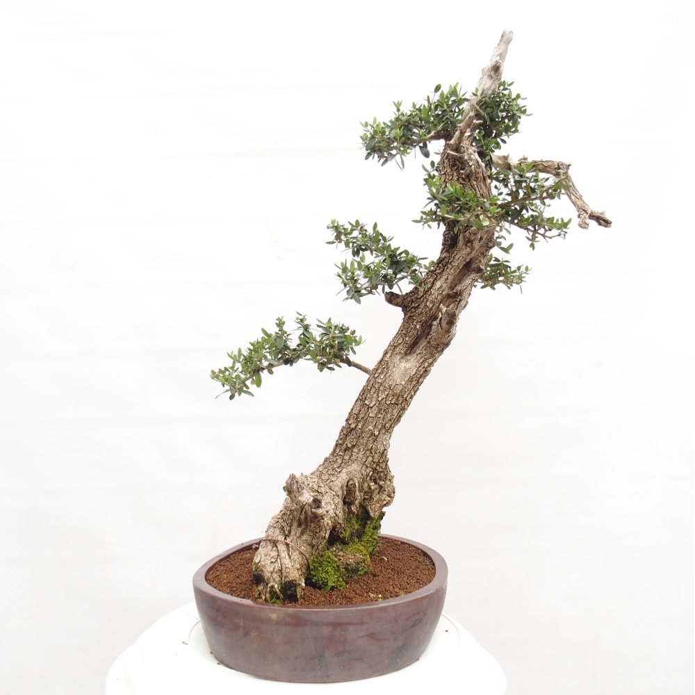 Bonsai da interno - Olea europaea sylvestris