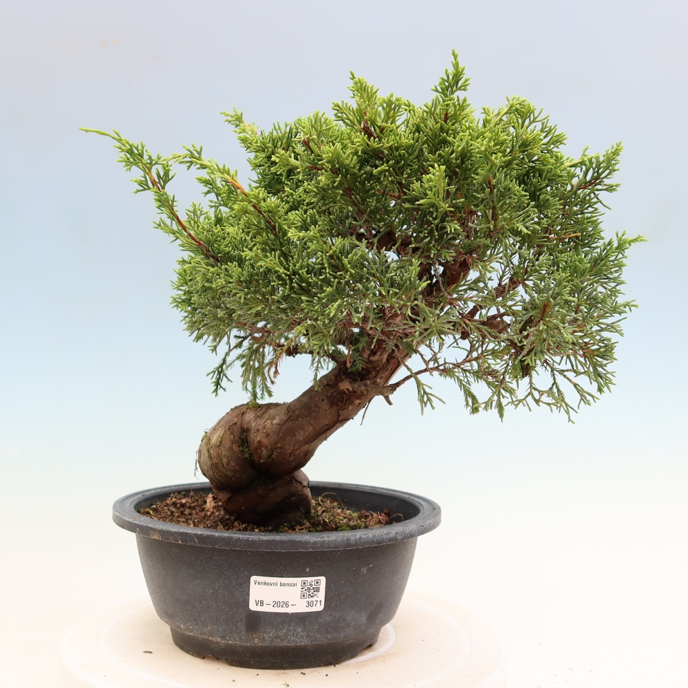 Bonsai da esterno - Juniperus chinensis Itoigawa-Juniperus chinensis