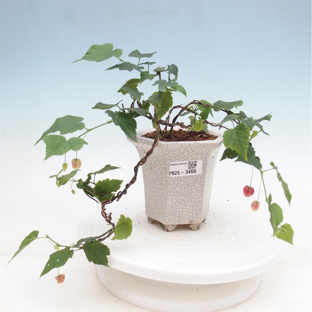 Bonsai da interno - Abutilon Big Bell - Cloudberry