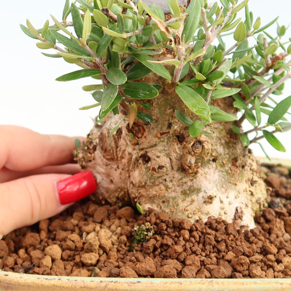 Bonsai da interno - Olea europaea sylvestris